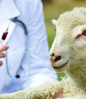 Превентивные меры против брадзота овец